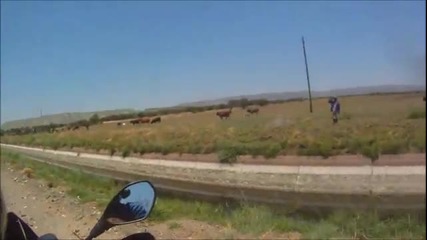 Моторист спасява малко теленце от удавяне