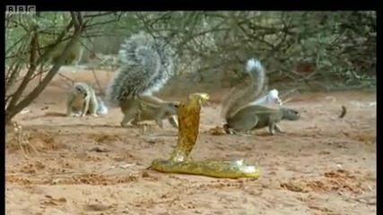 катерици дразнят кобра