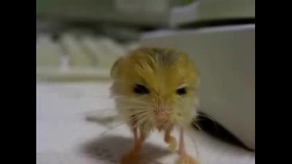 Мишка пигмей 