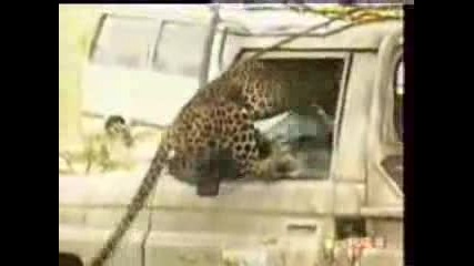 Leopard Vs Man