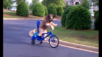 умно куче кара колело