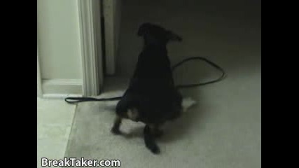 Pussy Weiner