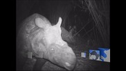 Застрашен от изчезване вид носорог се размножава на свобода на остров Ява