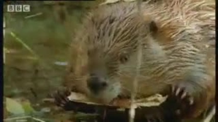 How Beavers Build a Lodge - Bbc Animals 
