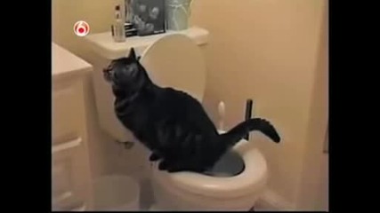 Funny Cats