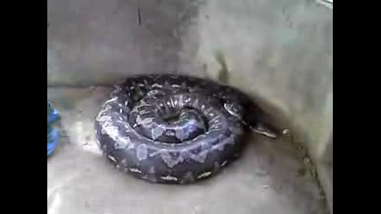 Голяма Змия