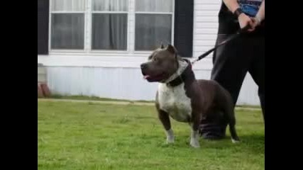Heavyweight Kennels 