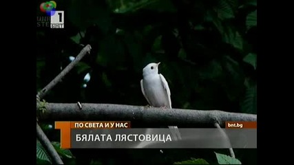 Бяла Лястовица в Търговище