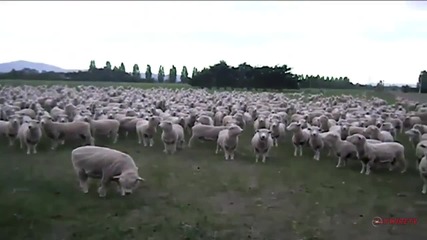 И овцете протестират. ; D