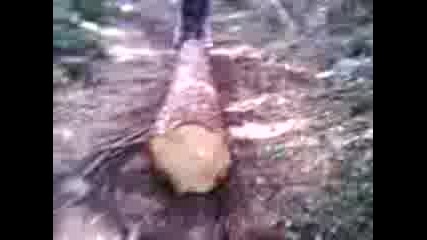 Copy of Mocharite boika 4