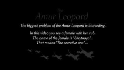 The Amur Leopard 