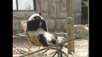 Панда на люлеещ се стол