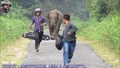Слон срещу мотористи!