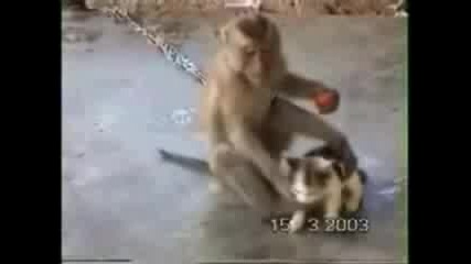 Приятелство Между Котка И Маймуна