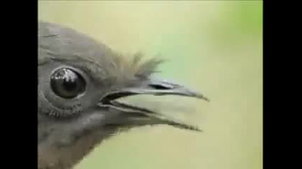 Животът на птиците - птица Лара имитира гласове