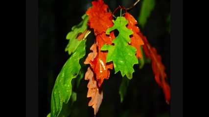 autumn beauty 