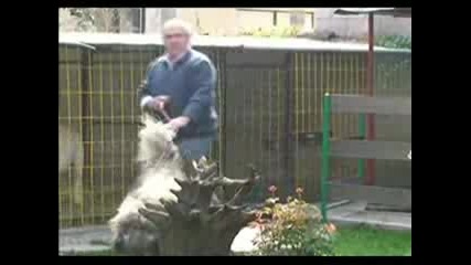 Shepherd Dog Sharplaninec - 12