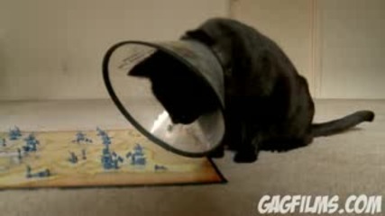 Котка Играе Риск