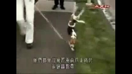 Куче на два крака
