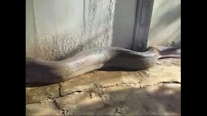 snake. Schlange. Gjarpri haha (offical Video) Very funny 