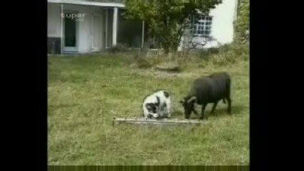Овцата и куче
