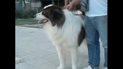 Голямо кучe (московска стражевая) 