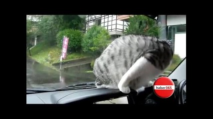 Коте се забавлява с чистачките на автомобил