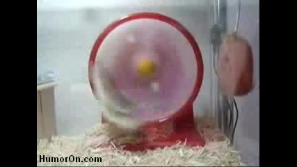 Хамстер Във Формула 1.flv