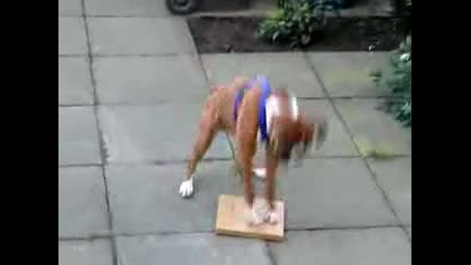 Boxer {funny} 