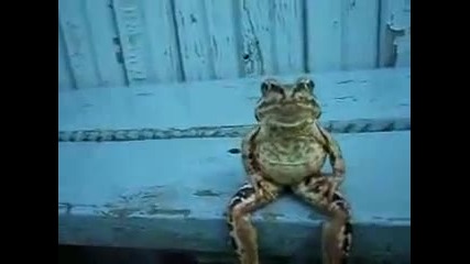 Жаба седи на пейка - Смях
