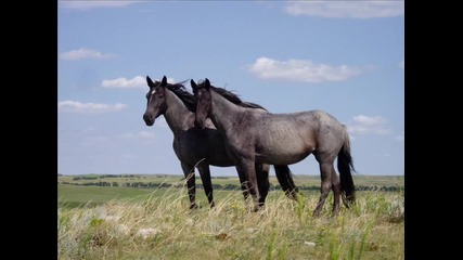 Horses / Rihanna ft Lady Gaga - ready 