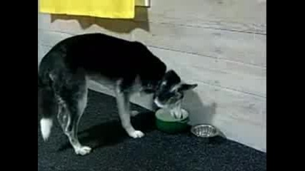 Смях Със Спящи Кучета