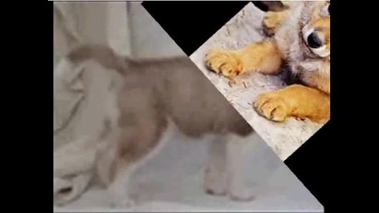 Save the wolves!