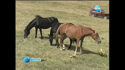 Каракачански коне в Родопите на изложение