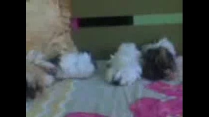 Видео000