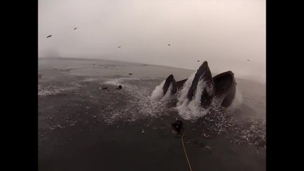 Кит за малко не погълна водолаз