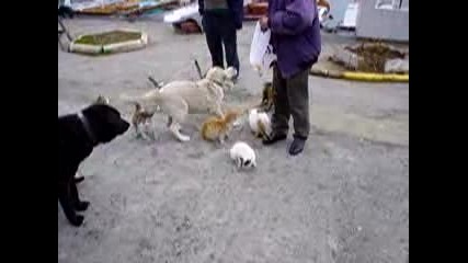 Заедно - Кучета и Котки чакат да си хапнат 