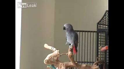 Музикален папагал