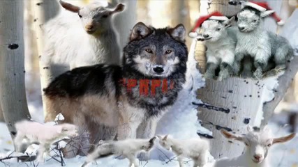 Вълкът и седемте козлета (new Video). Авторски