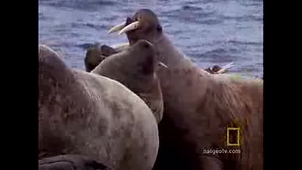 Морж