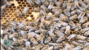 Man Survives 500 to 1,000 Stings by Swarming Arizona Bees
