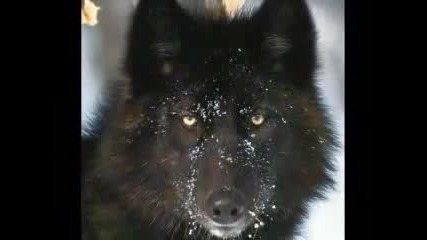 Tribute to thunder my mate