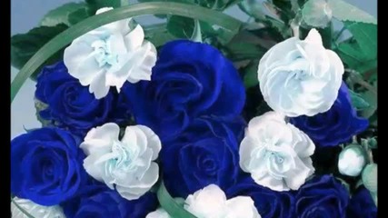 Chicco de Matteo - Rosa blu