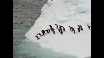 Пингвини скачат от айсберг - 