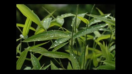 Forest Rain
