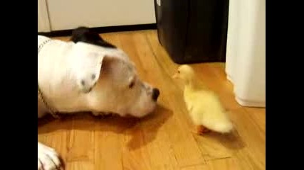 куче и патка - обичат се (смях) 