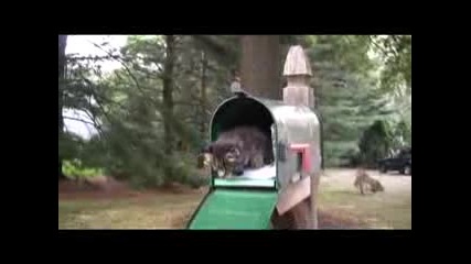 Сладко коте 