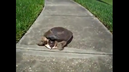 Най - бързата костенурка на света