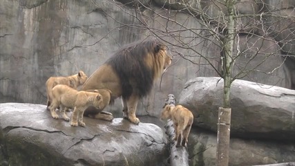 Малки лъвчета се запознават със баща си