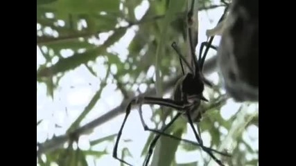 огромен паяк яде две птици